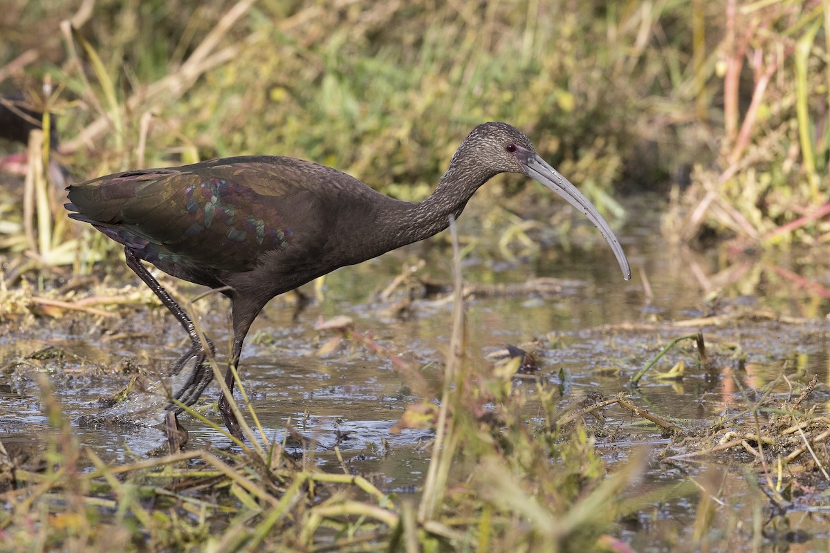 White-faced Ibis - ML490661661