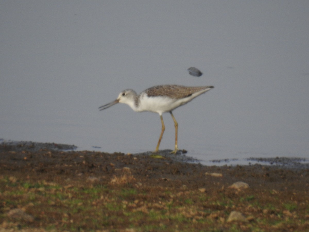 Common Greenshank - Francisco Antonio  Prieto Godoy