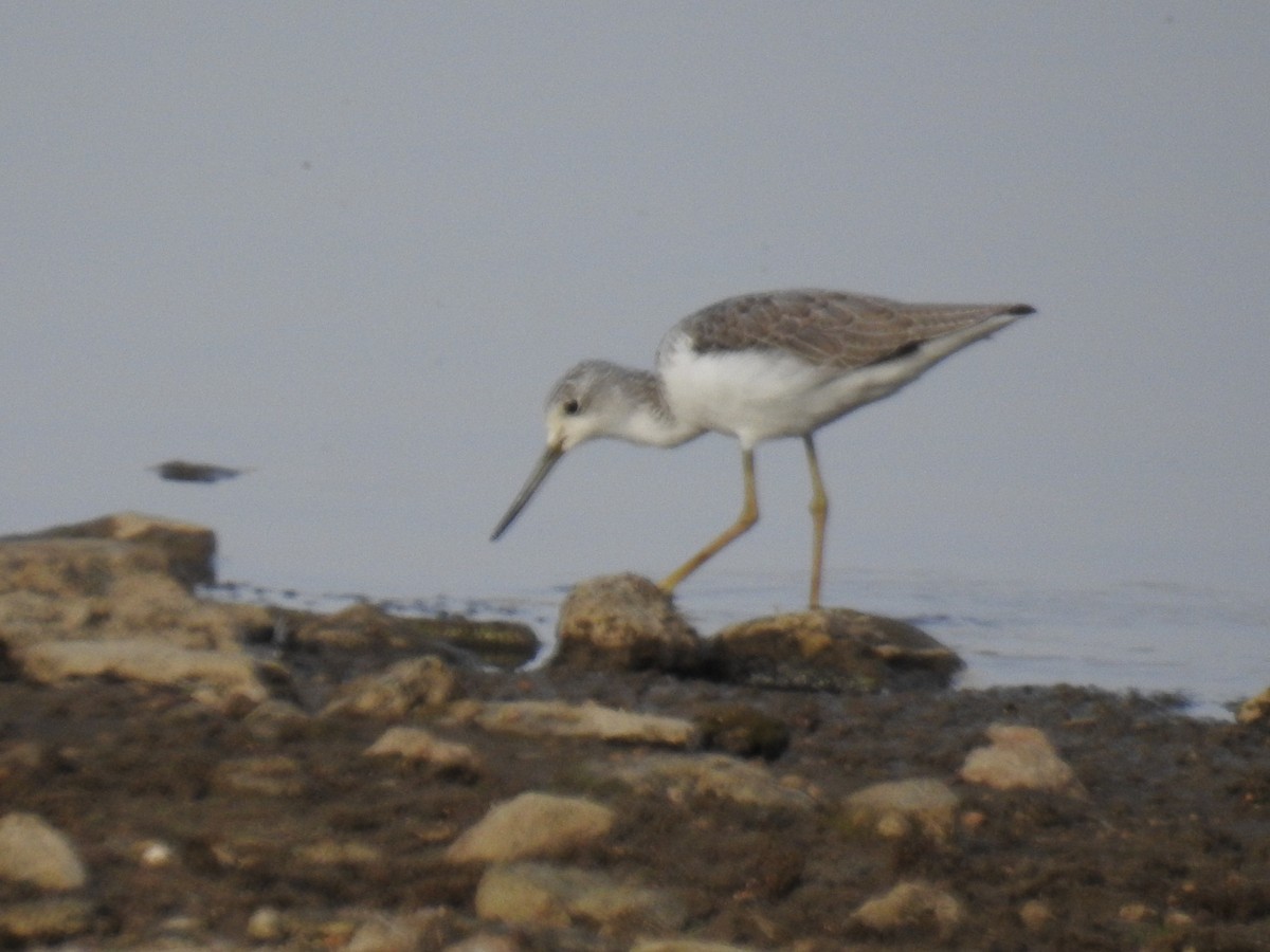 Common Greenshank - ML490663031