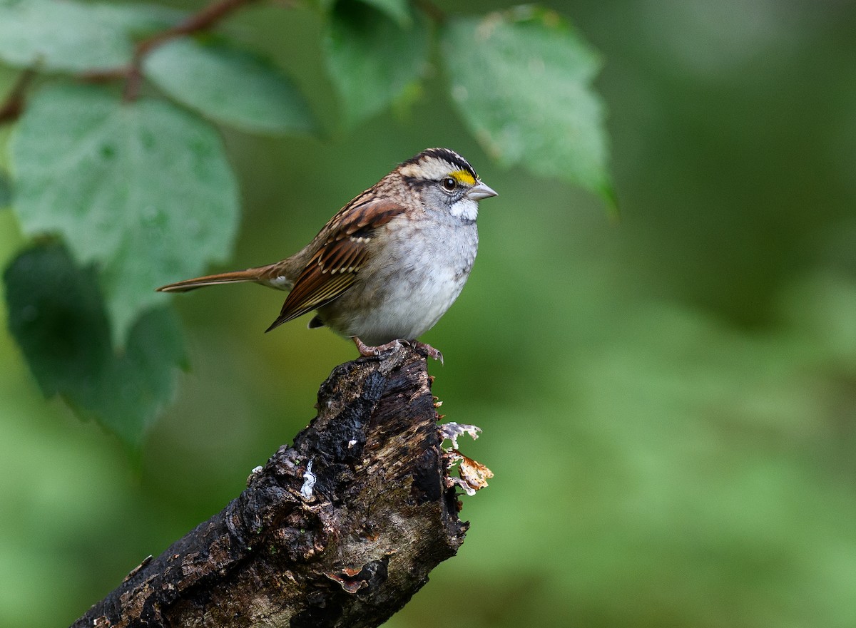 White-throated Sparrow - ML490663111