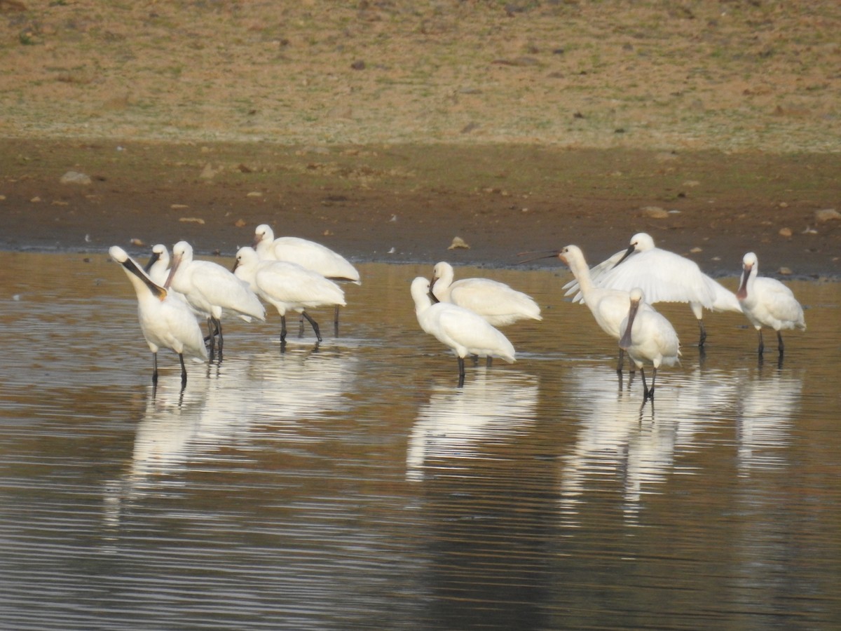 Eurasian Spoonbill - ML490663321