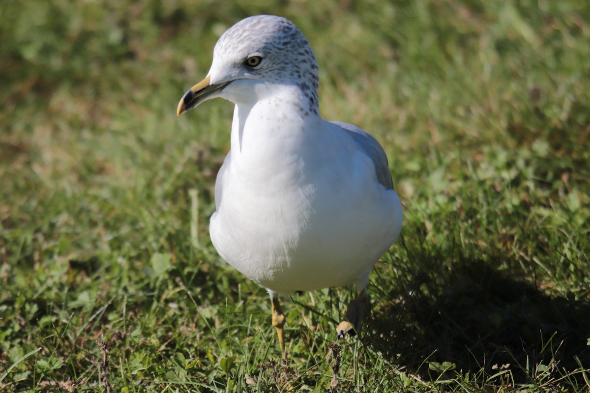 Ring-billed Gull - ML490663701