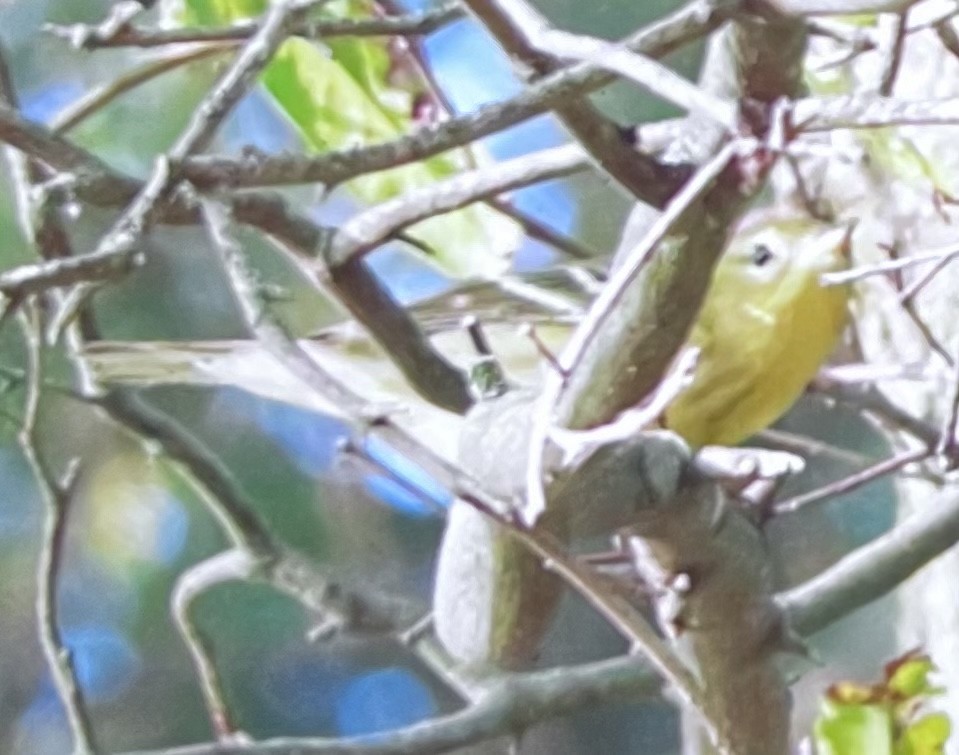 Prairie Warbler - ML490664031
