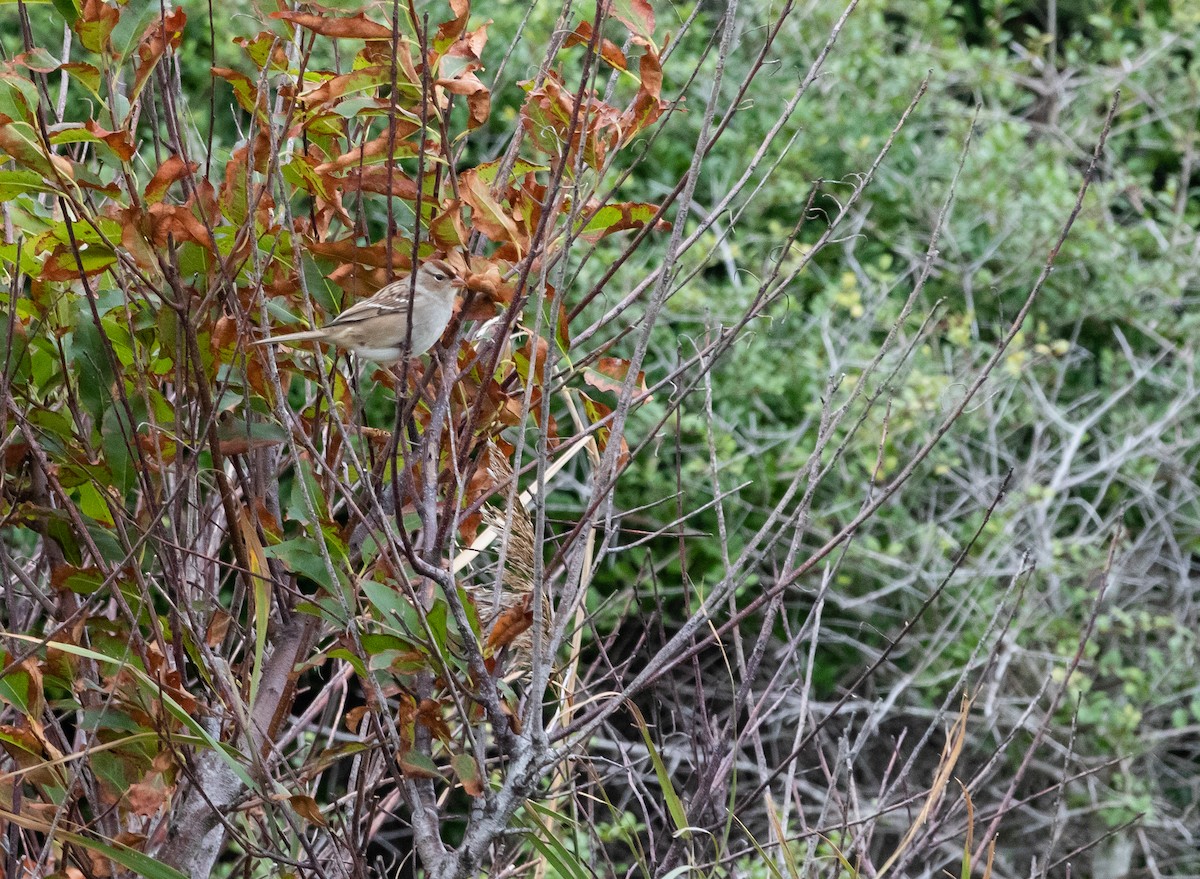 White-crowned Sparrow - ML490665721