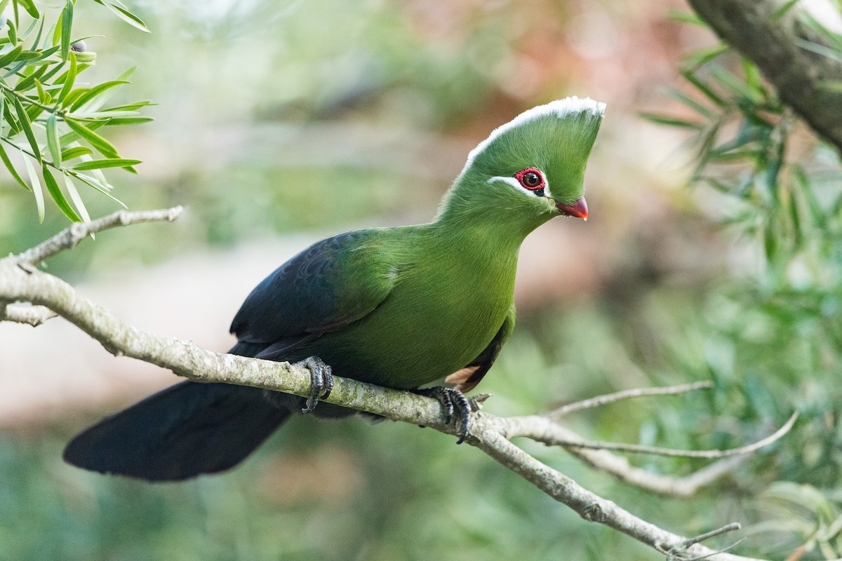 Knysna Turaco (Southern) - Jérémy Calvo