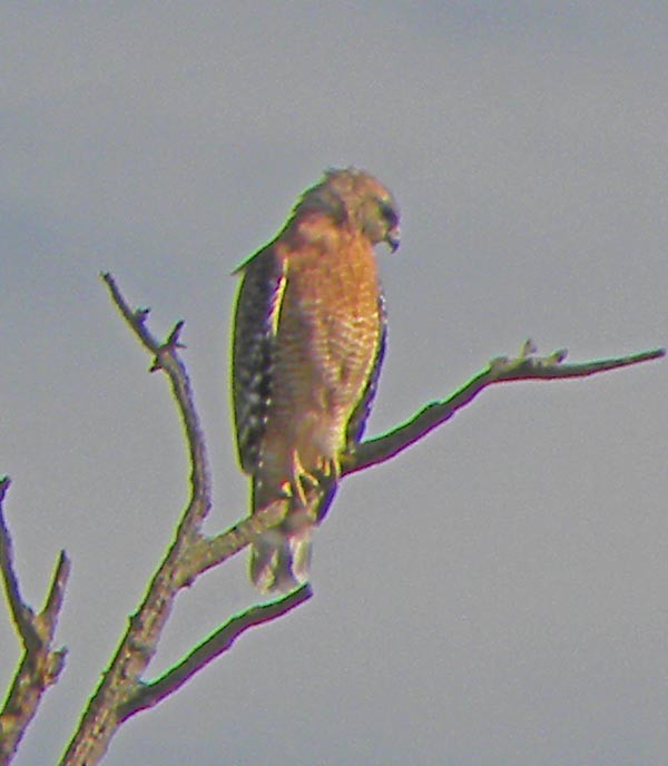 Red-shouldered Hawk - ML490666271