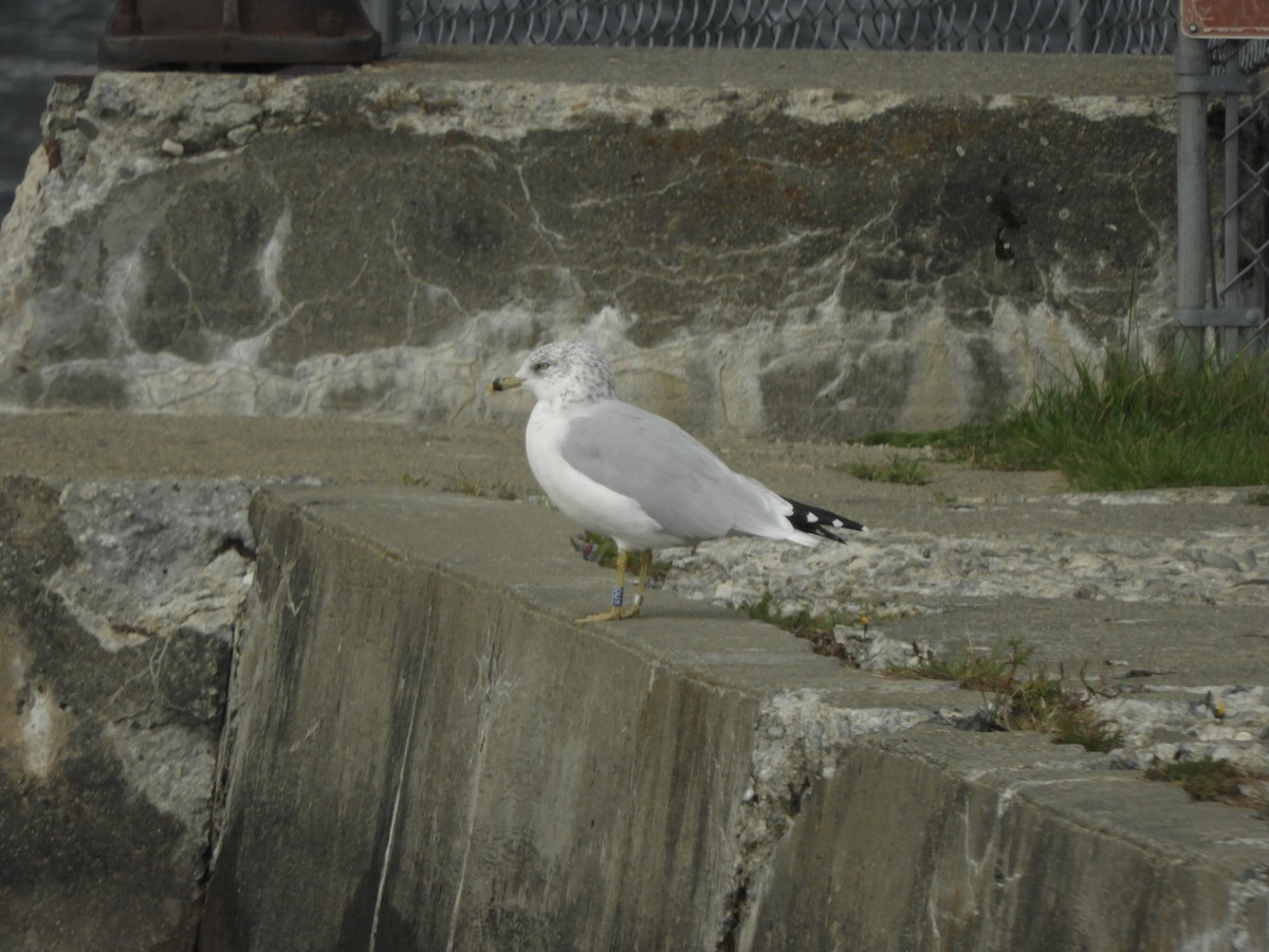 Ring-billed Gull - ML490666461