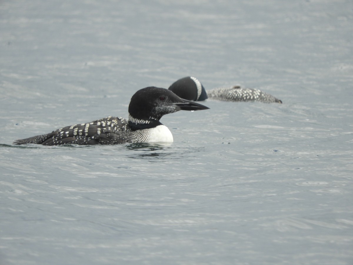 Common Loon - ML490666491