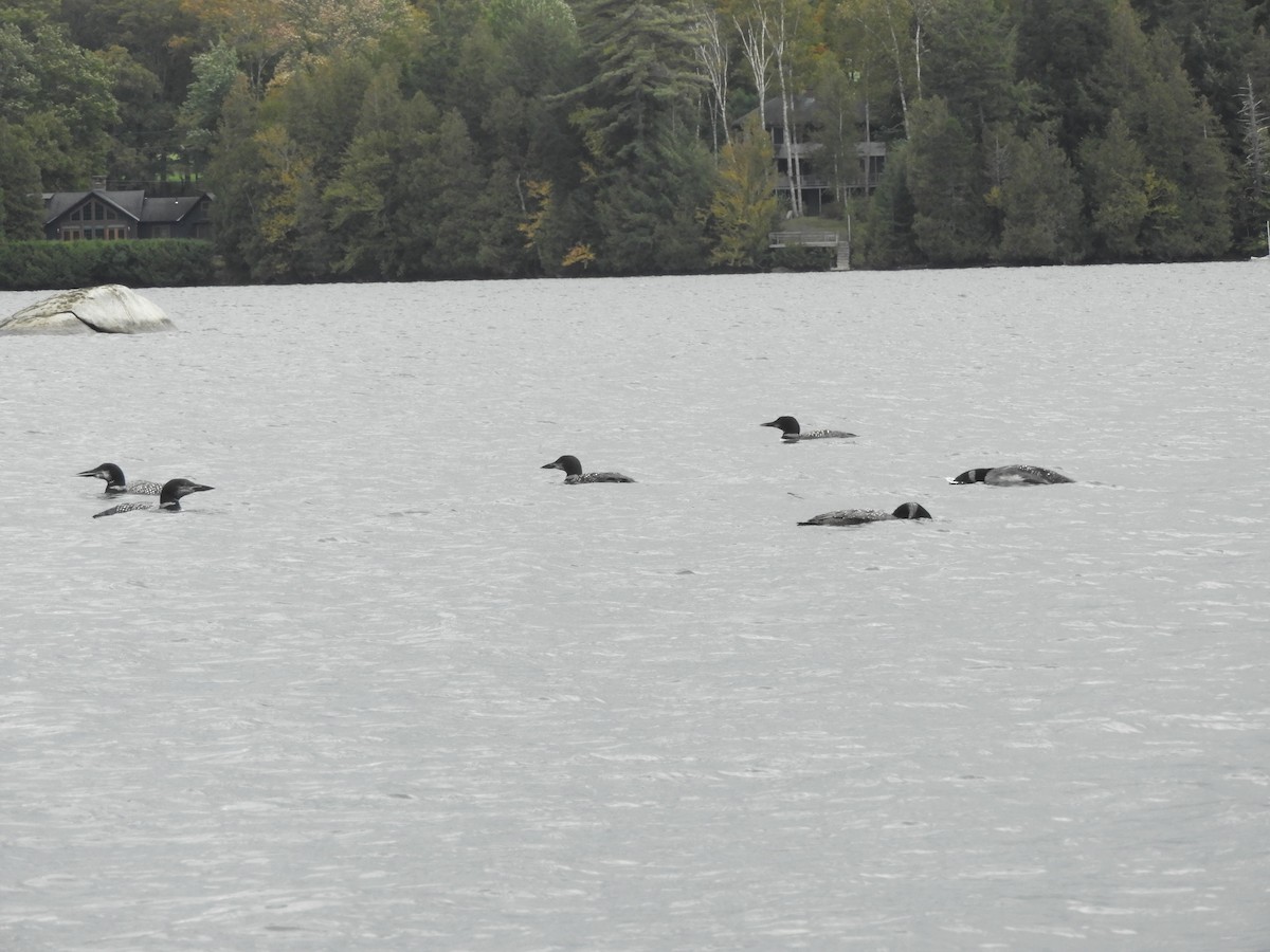 Plongeon huard - ML490666621