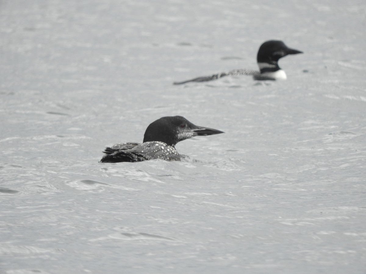 Common Loon - ML490666661