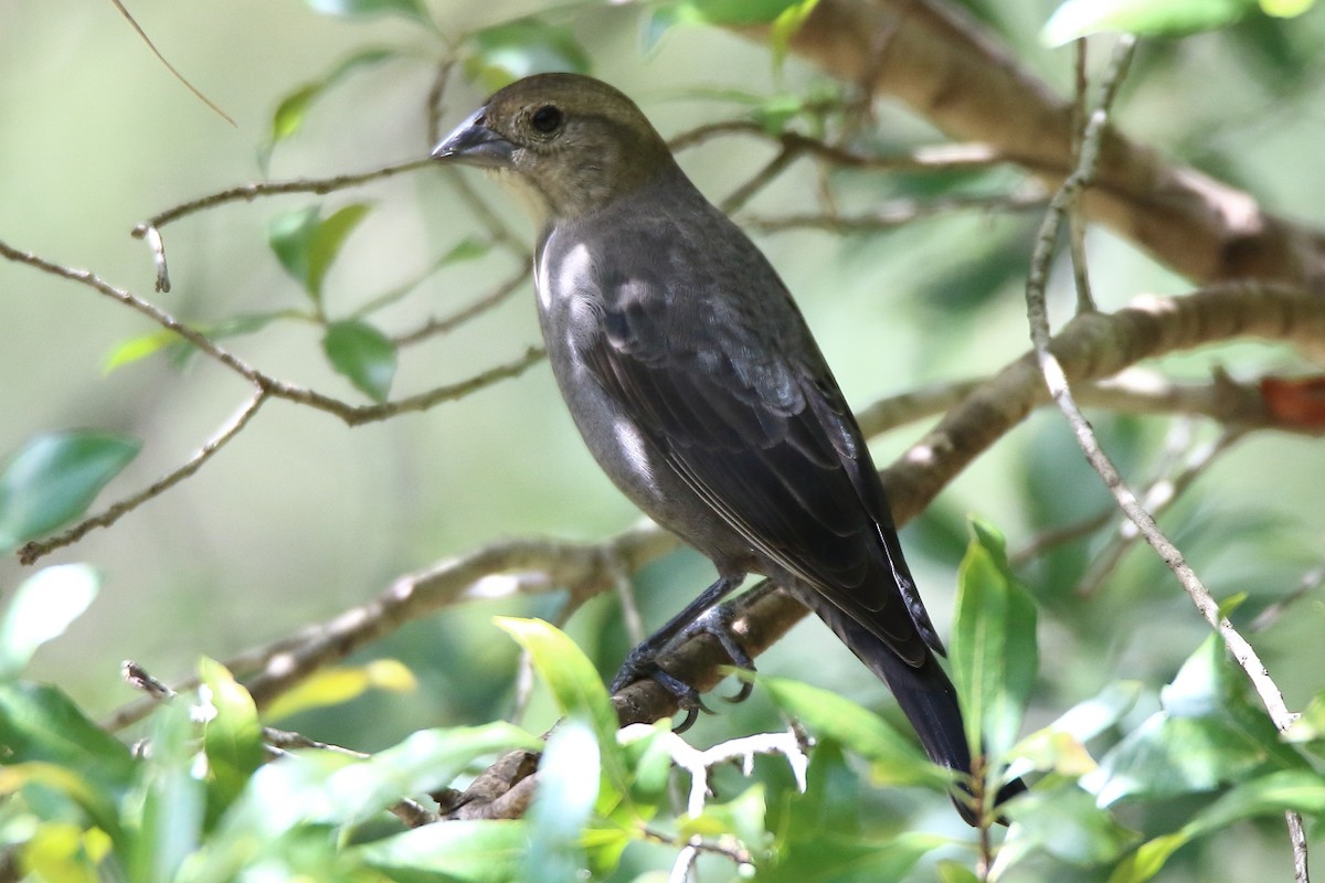 Brown-headed Cowbird - Doug Beach