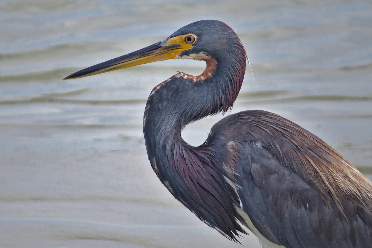 Tricolored Heron - ML490668771