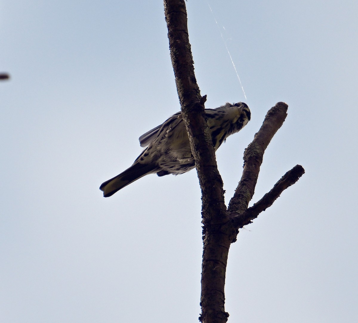Black-and-white Warbler - ML490669751