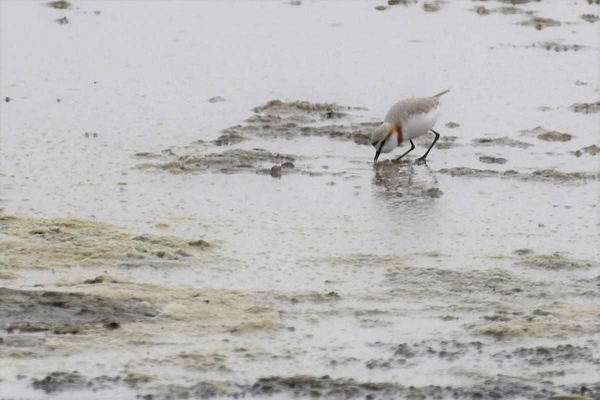 Chestnut-banded Plover - ML490669761