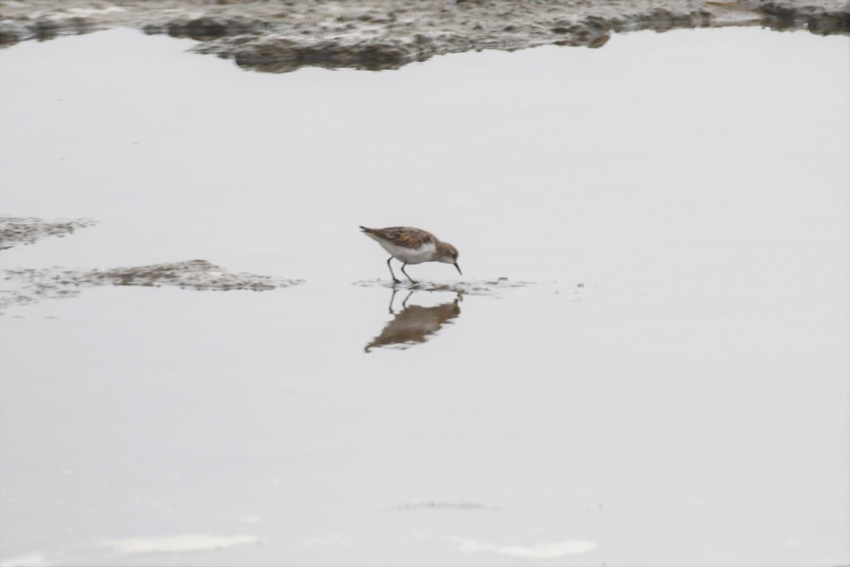 Zwergstrandläufer - ML490670041