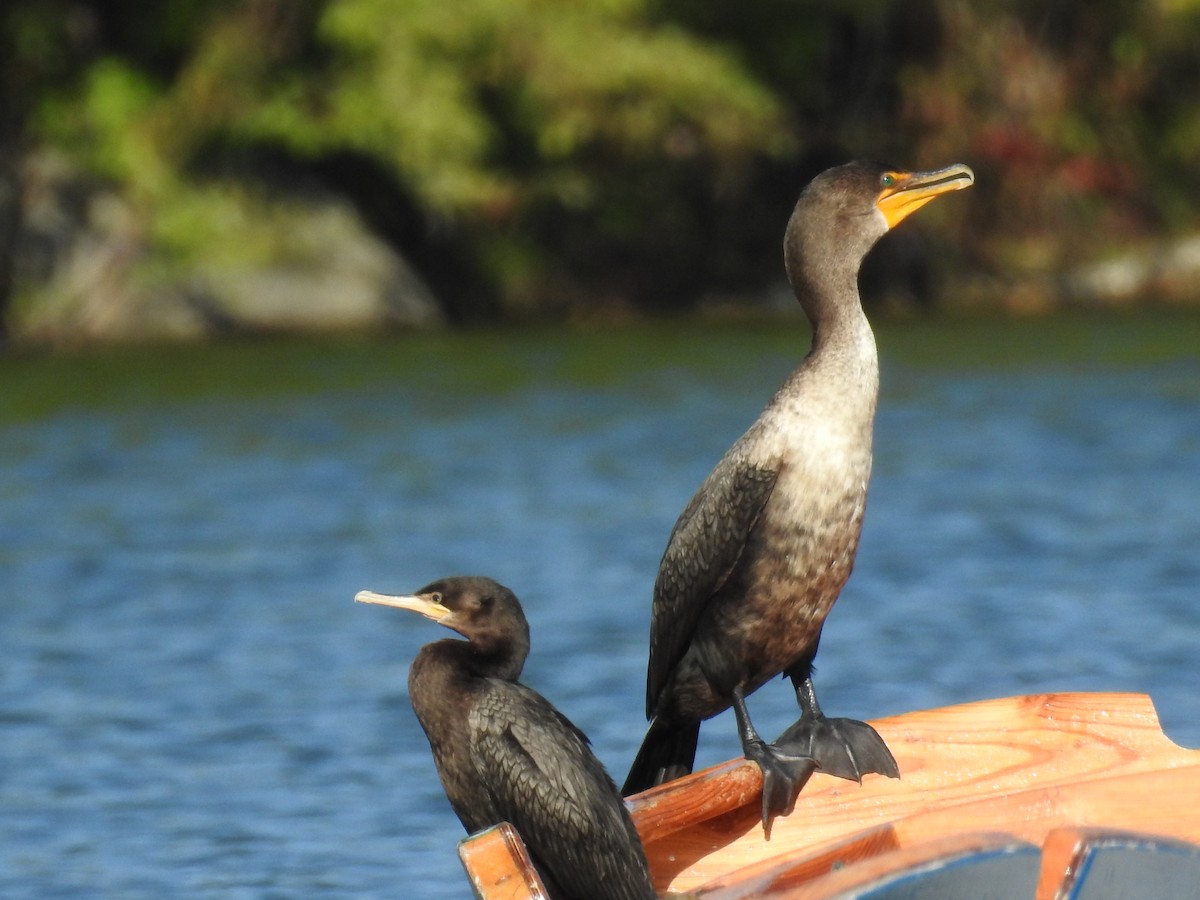 Neotropic Cormorant - Russ Kopp