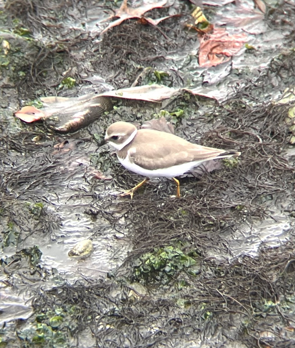 Semipalmated Plover - ML490673951