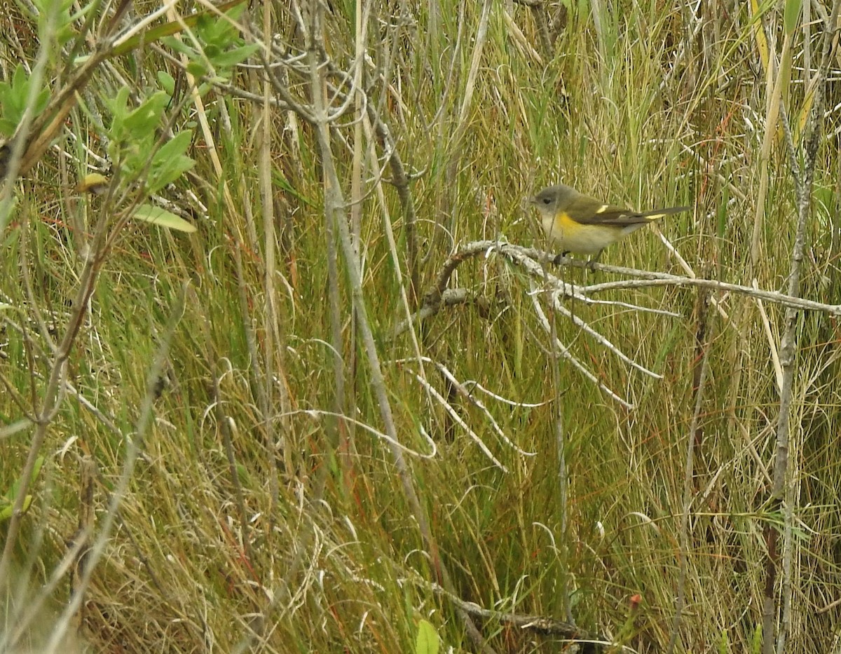 American Redstart - ML490674581