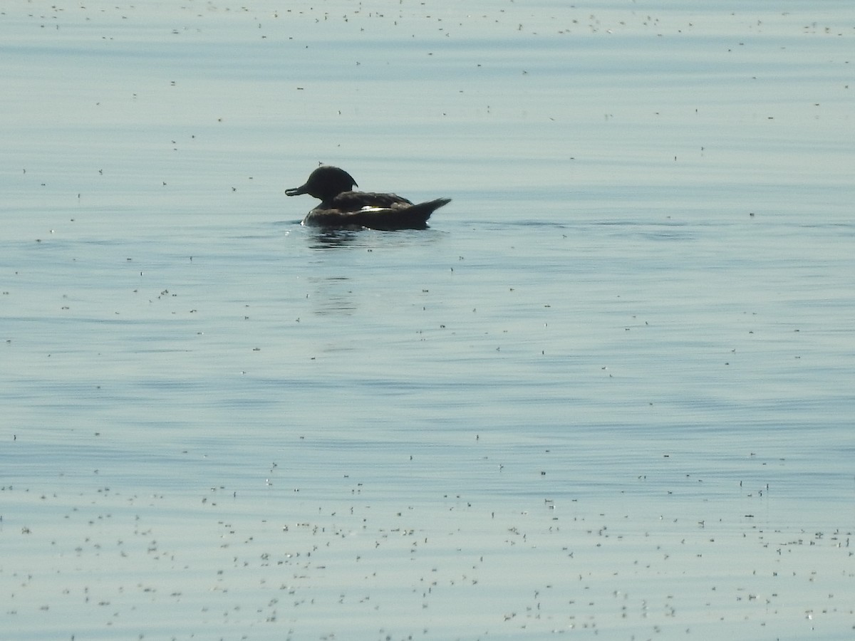 Hooded Merganser - ML490674931
