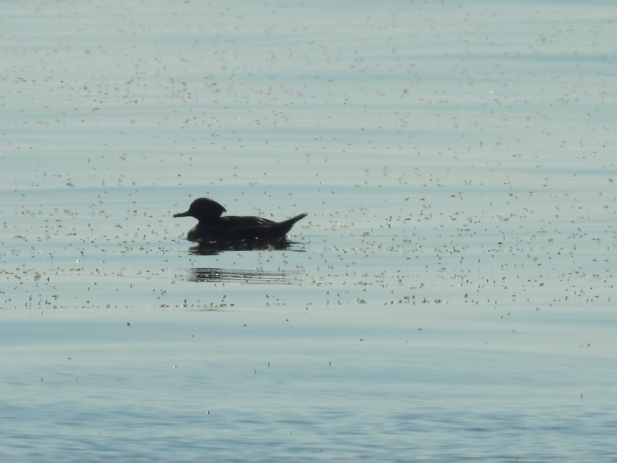Hooded Merganser - ML490674961