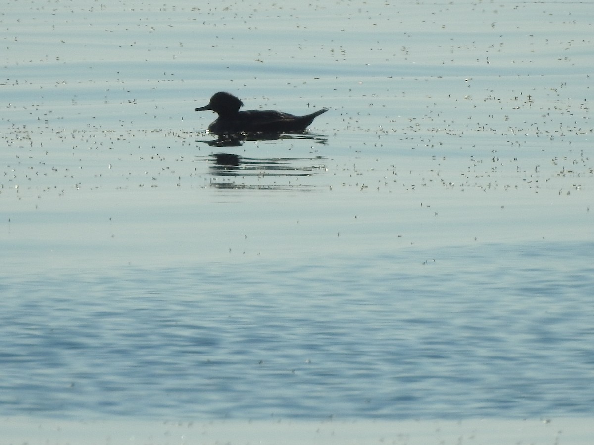 Hooded Merganser - ML490674981
