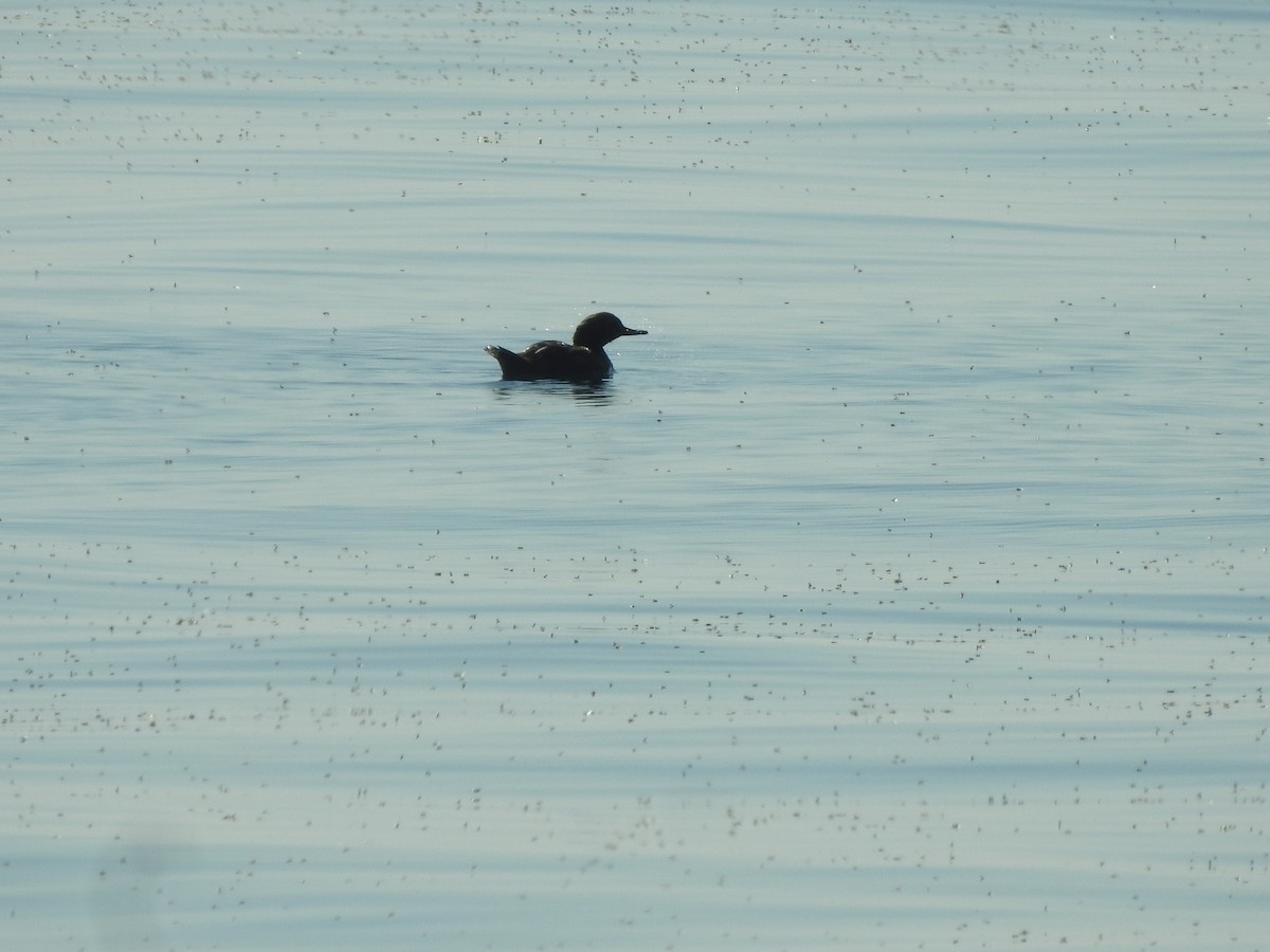 Hooded Merganser - ML490675001