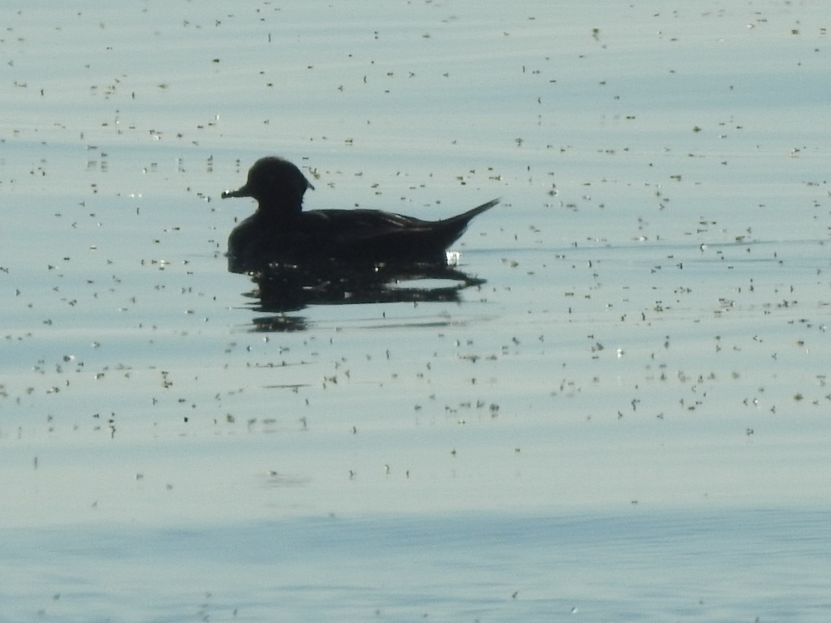 Hooded Merganser - ML490675031