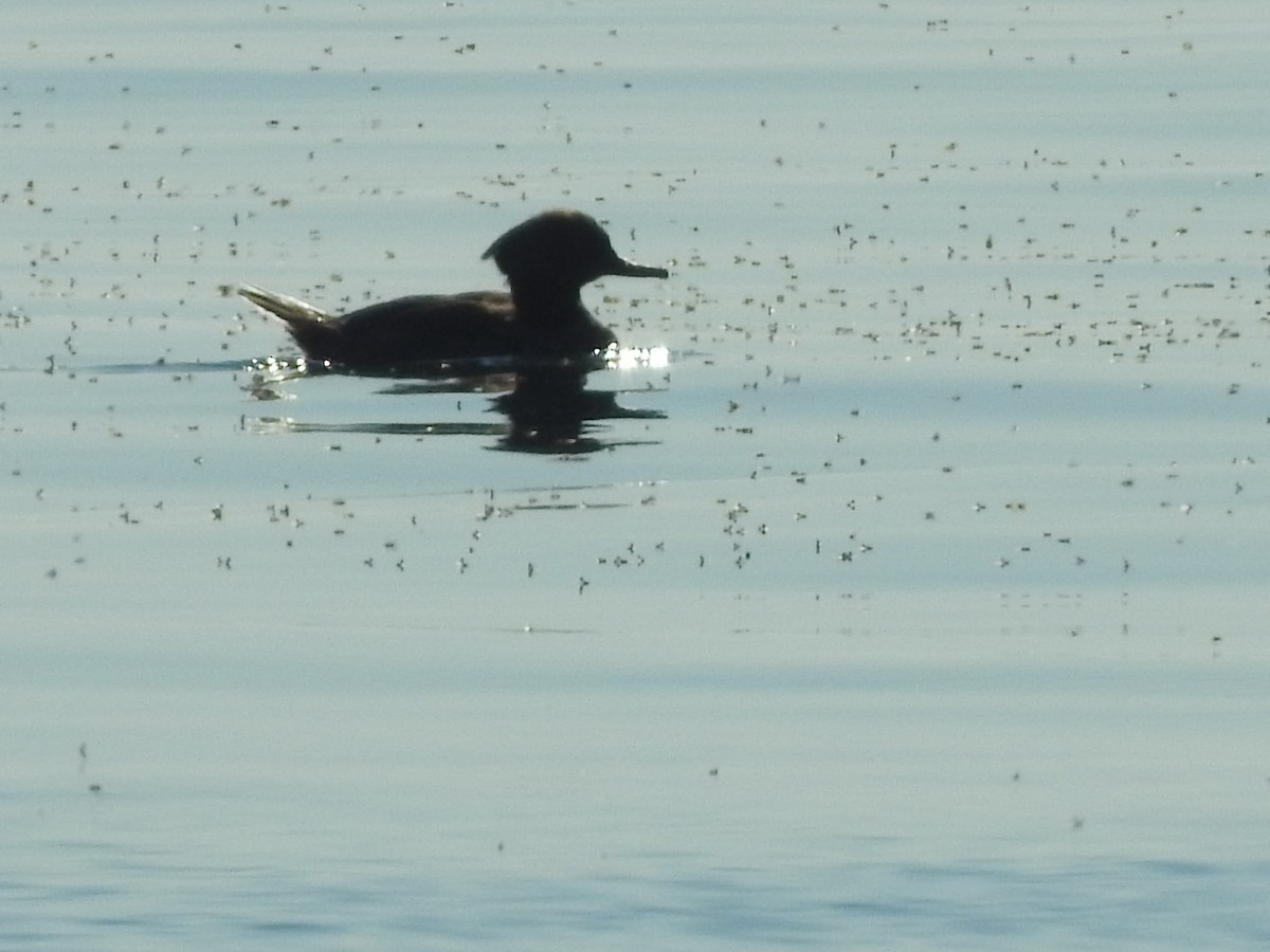 Hooded Merganser - ML490675041