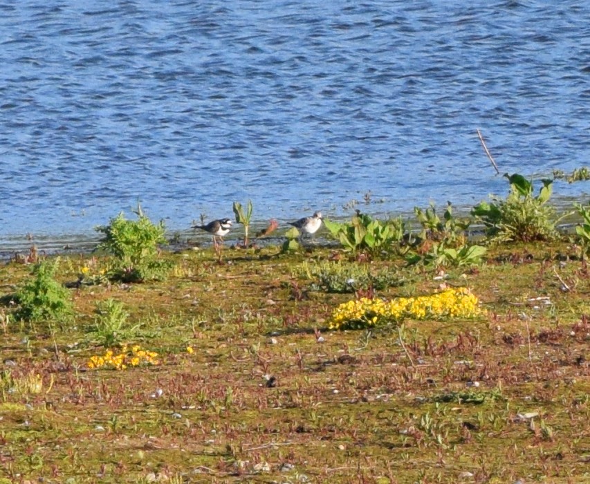 Little Ringed Plover - ML490675411