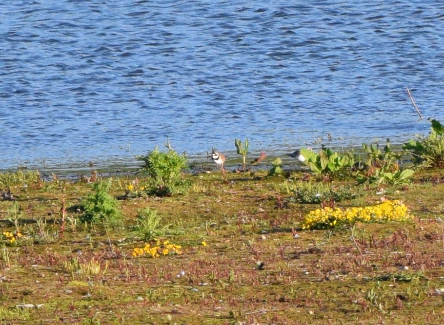 Little Ringed Plover - ML490675421