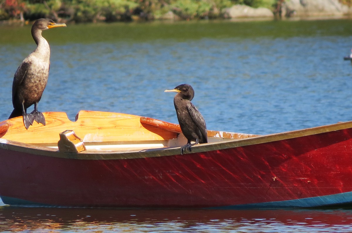 Neotropic Cormorant - shelley seidman