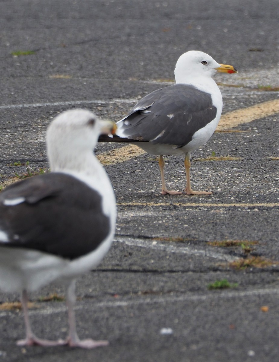 Great Black-backed Gull - ML490677401