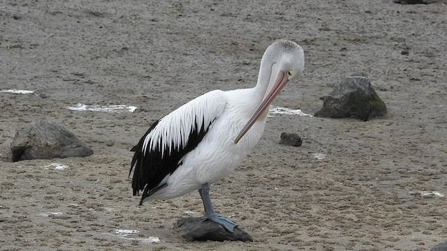 pelikán australský - ML490679151
