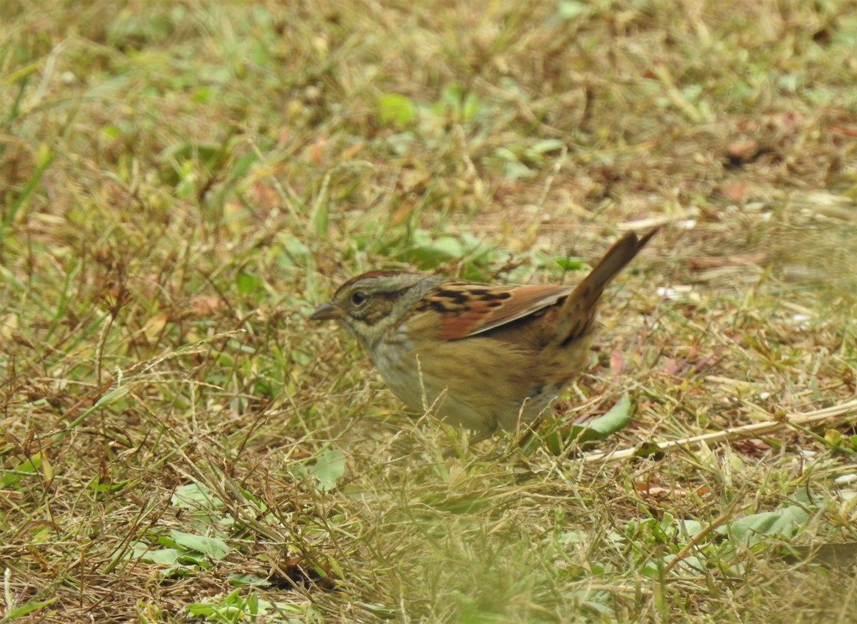 Swamp Sparrow - Vincent Glasser