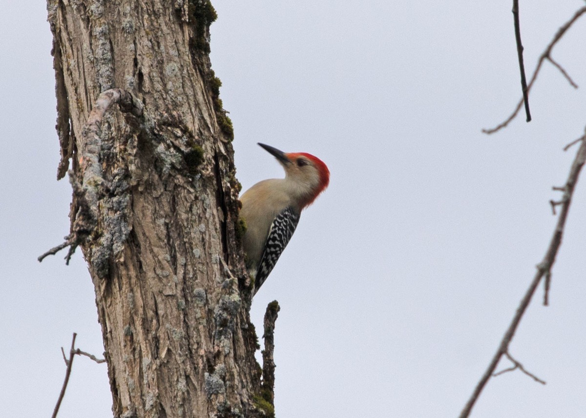 Red-bellied Woodpecker - Marvin Elliott