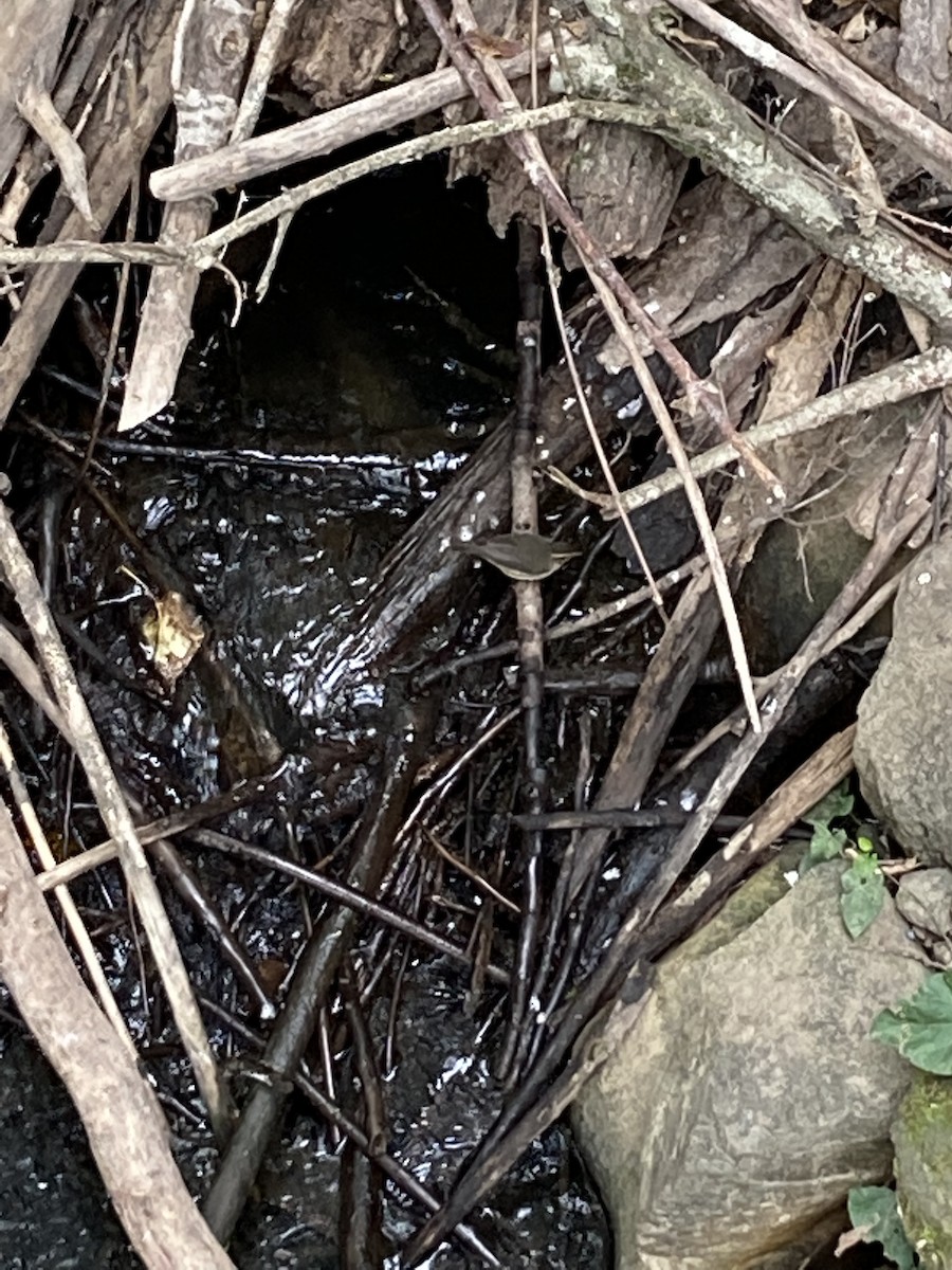 lesňáček olšový - ML490682021