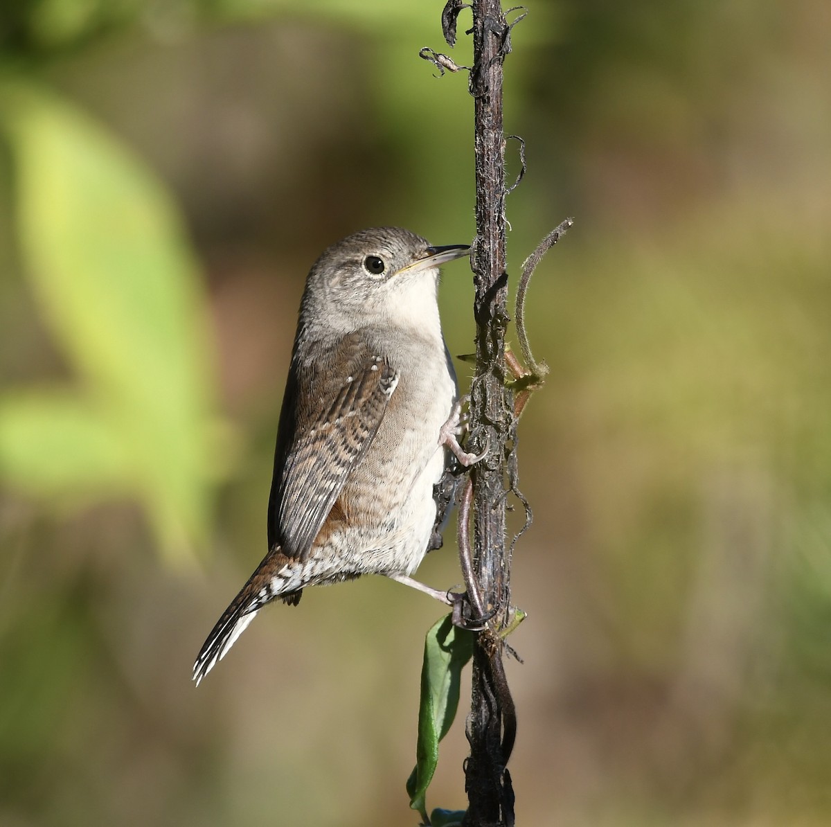 House Wren - ML490683421