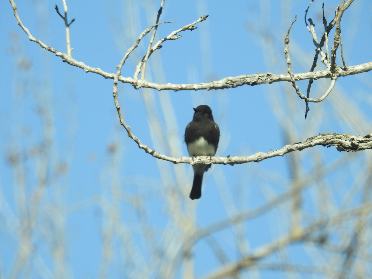 Black Phoebe - ML490684051