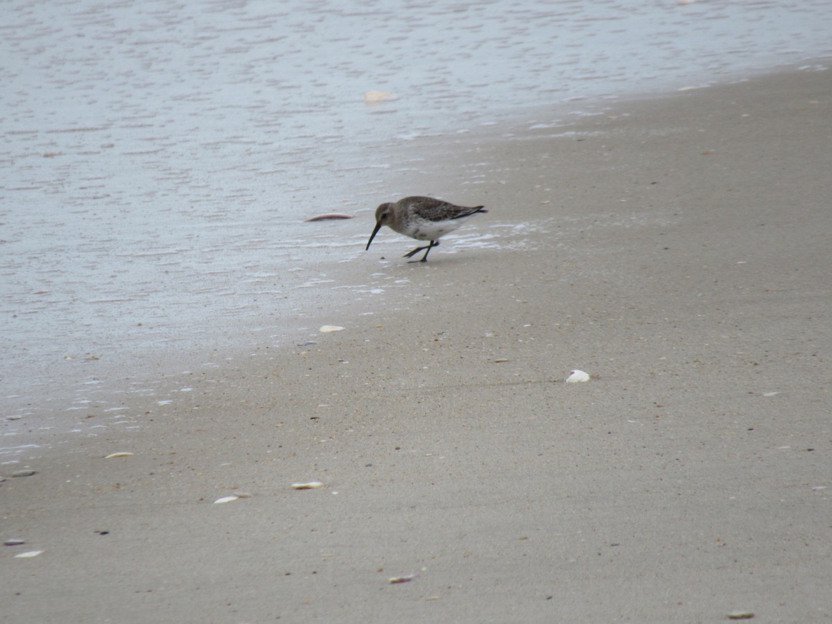 Dunlin - pete wrublewski