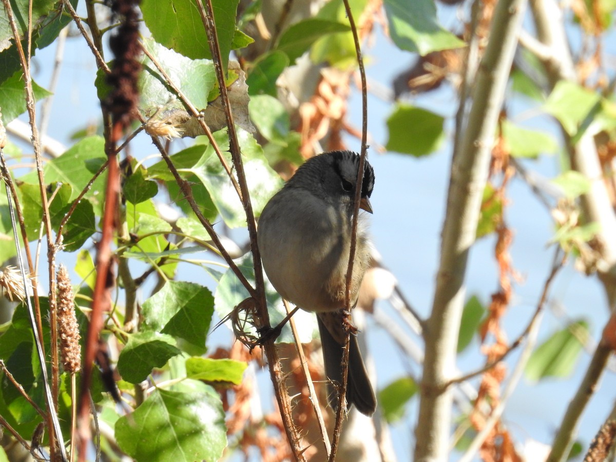 White-crowned Sparrow - ML490684171