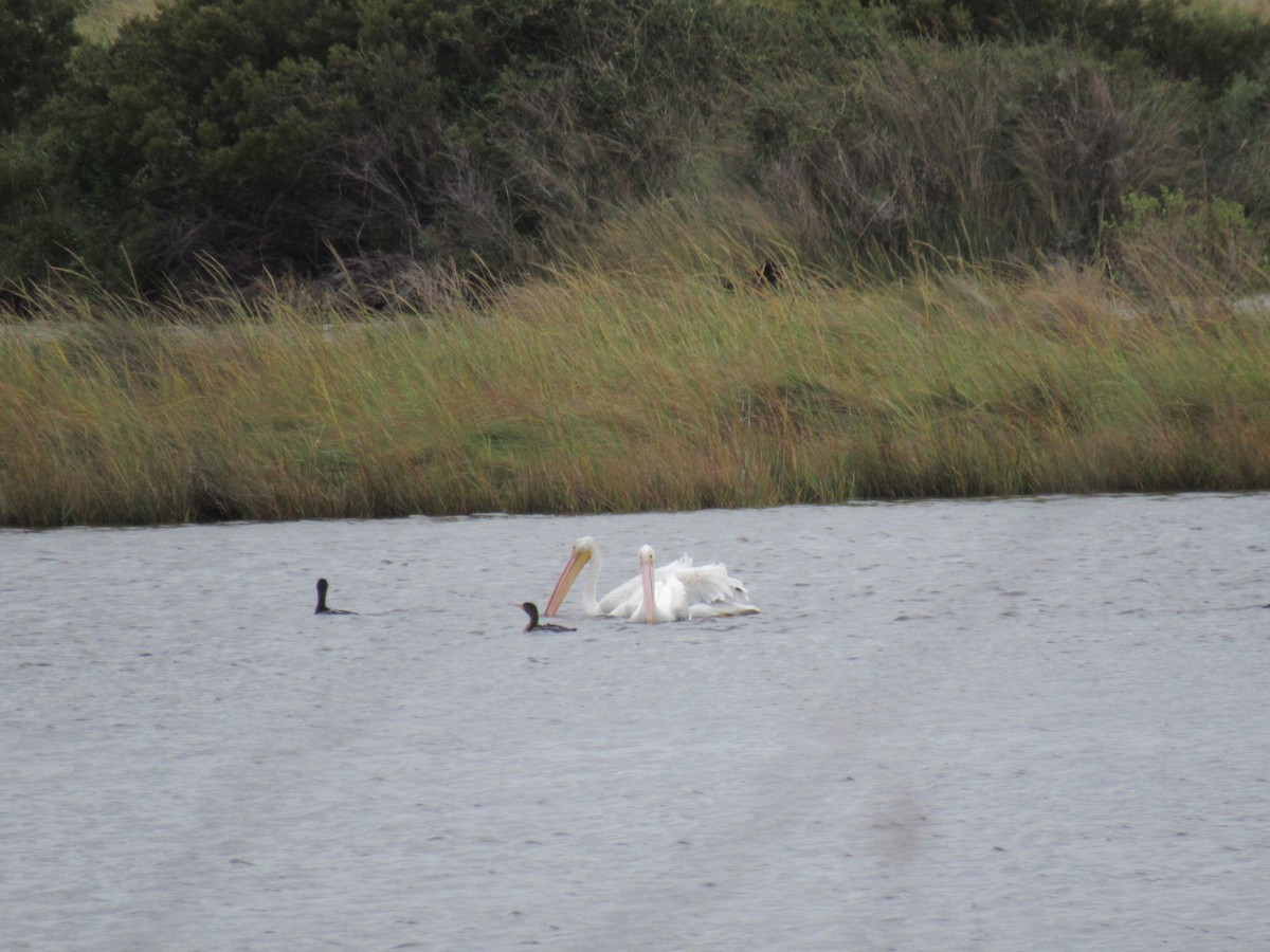 American White Pelican - pete wrublewski