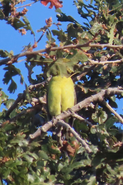 Western Tanager - Jim Rowoth