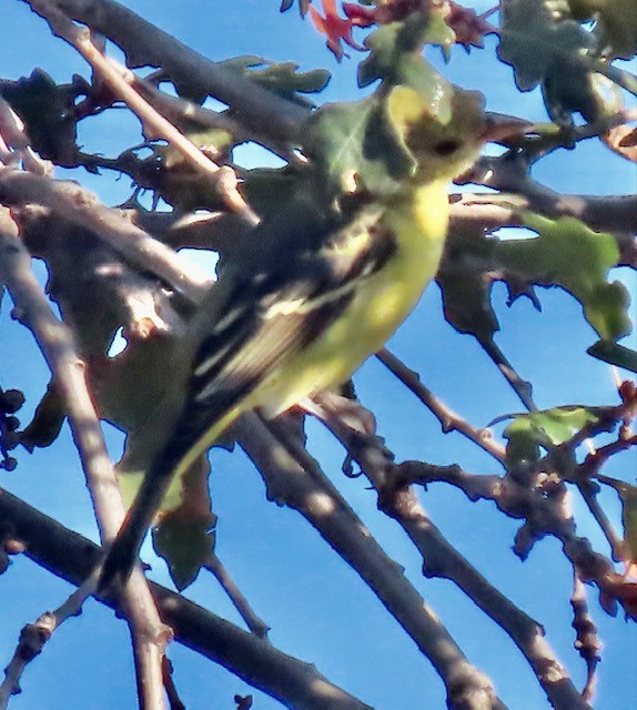 Western Tanager - Jim Rowoth