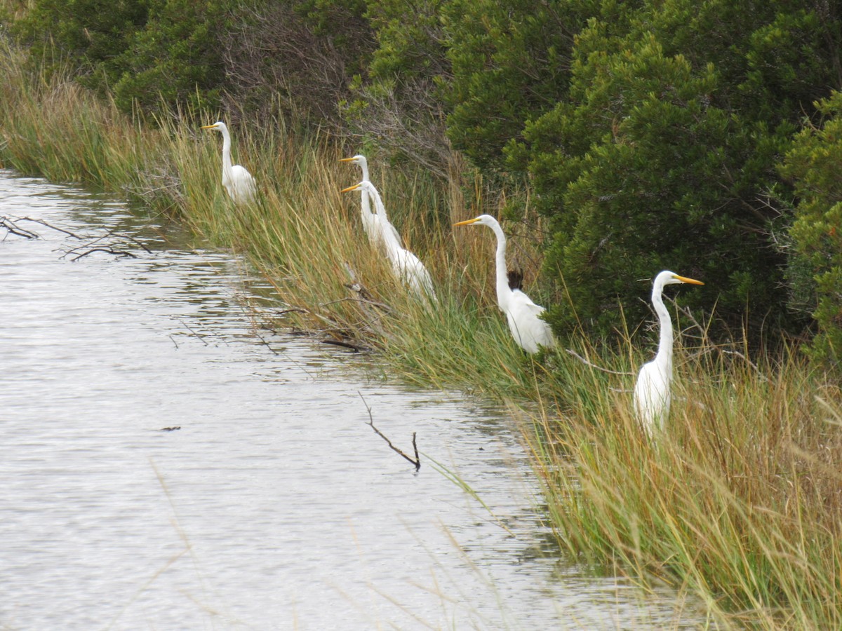 Great Egret - pete wrublewski