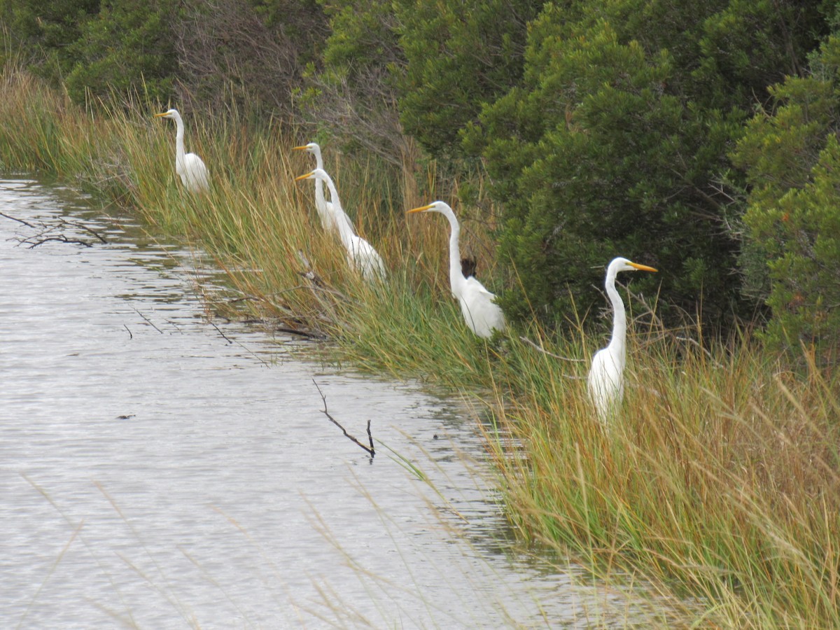 Great Egret - ML490685281