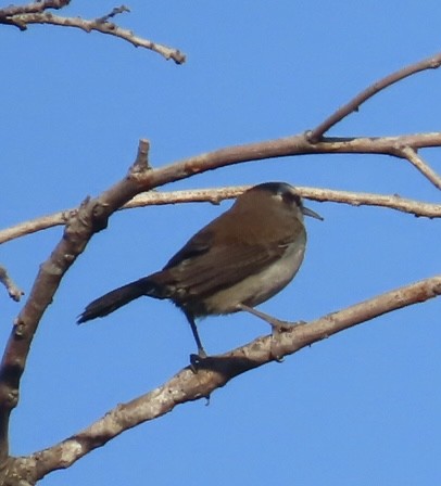 Hermit Thrush - Jim Rowoth