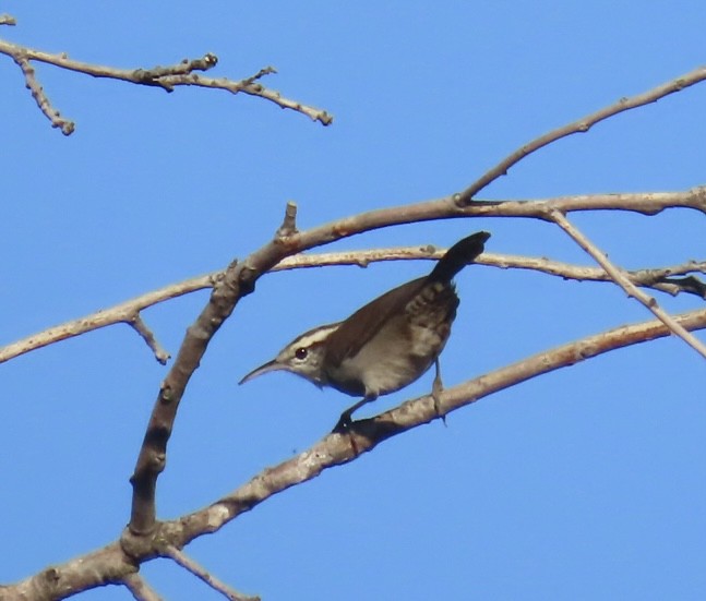 Bewick's Wren - Jim Rowoth