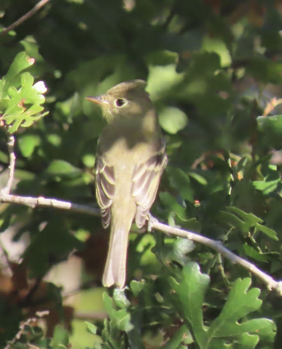 Western Flycatcher (Pacific-slope) - Jim Rowoth