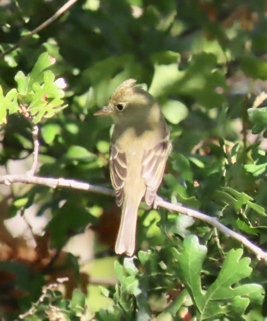 Western Flycatcher (Pacific-slope) - Jim Rowoth