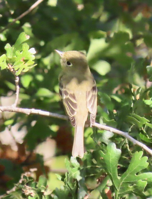 Western Flycatcher (Pacific-slope) - ML490685591